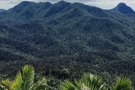 a tree with a mountain in the background