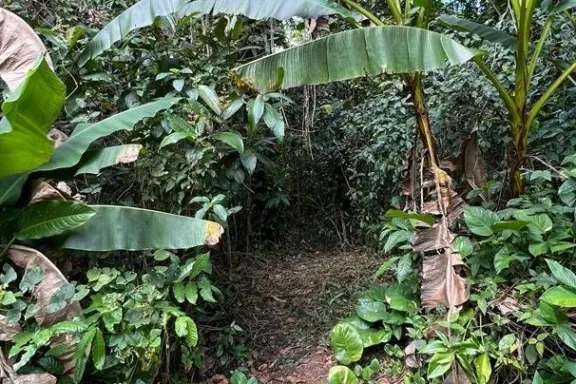 a green plant in a garden