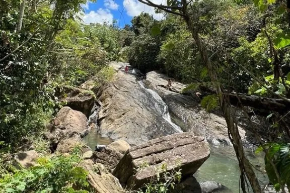 a group of palm trees on a rock
