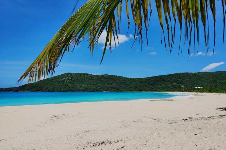 a beach with palm trees and a body of water